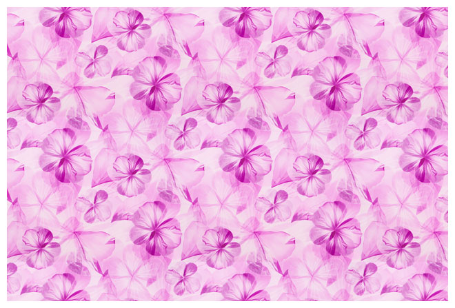   violet ()