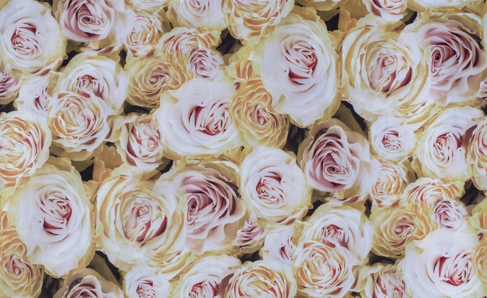 Микровелюр Rose 02 (Союз-М)